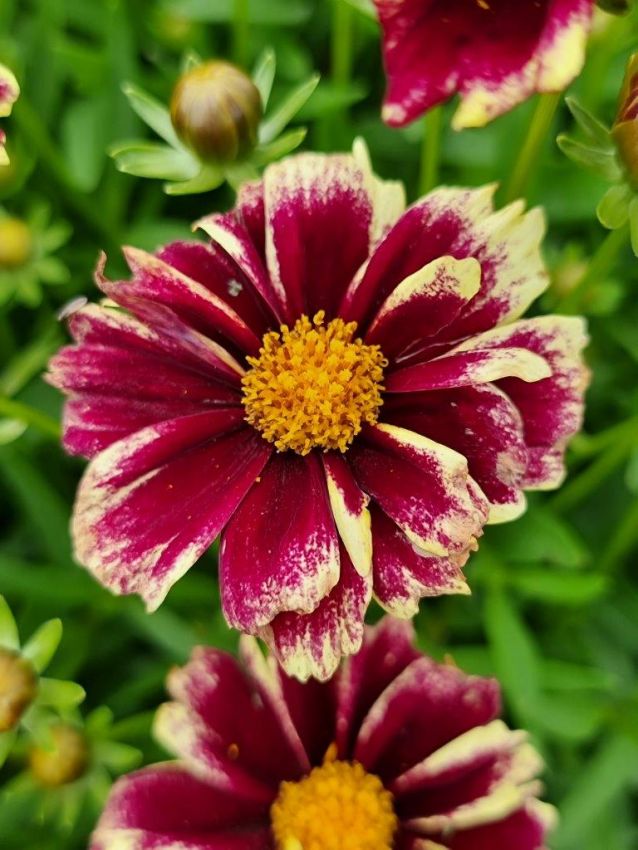 Coreopsis 'Solar Fancy' - Staude