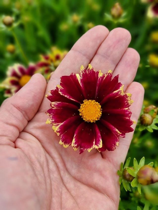 Coreopsis 'Solar Fancy' - Staude