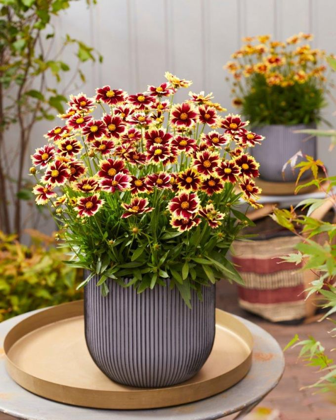Coreopsis 'Solar Fancy' - Staude
