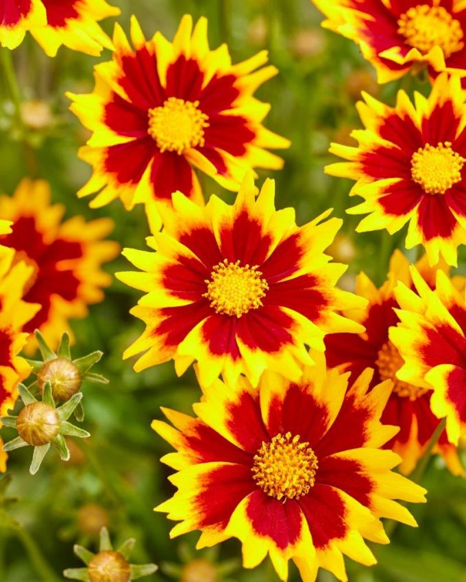 Coreopsis 'Solar Jewel' - Mädchenauge
