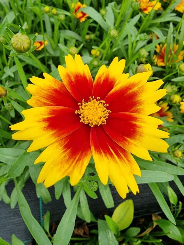 Coreopsis 'Solar Jewel' - Mädchenauge