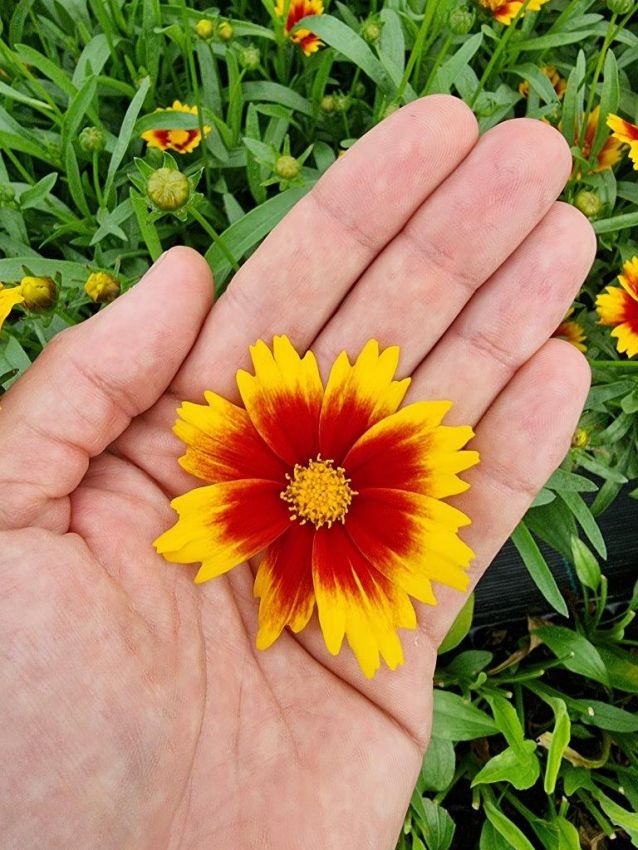 Coreopsis 'Solar Jewel' - Mädchenauge