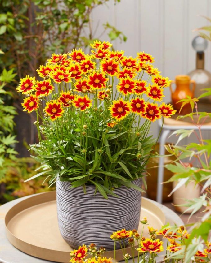 Coreopsis 'Solar Jewel' - Mädchenauge