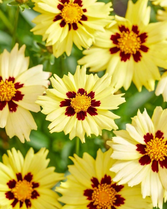 Stauden Coreopsis solar moon