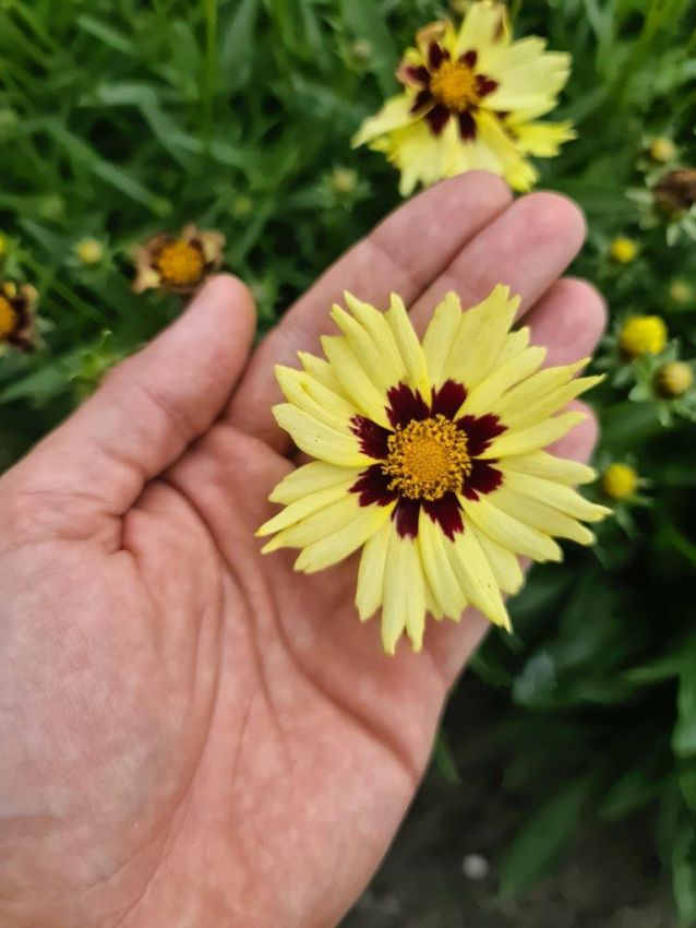 Coreopsis 'Solar Moon' - Mädchenauge