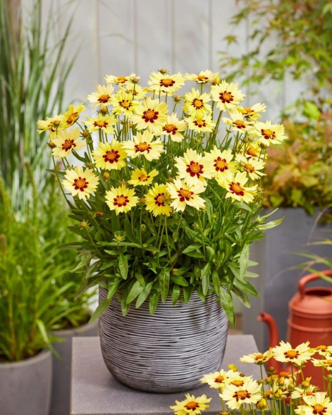 Coreopsis 'Solar Moon' - Mädchenauge