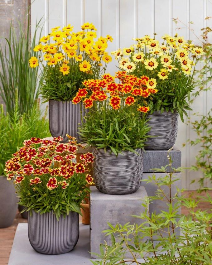 Coreopsis 'Solar Moon' - Mädchenauge