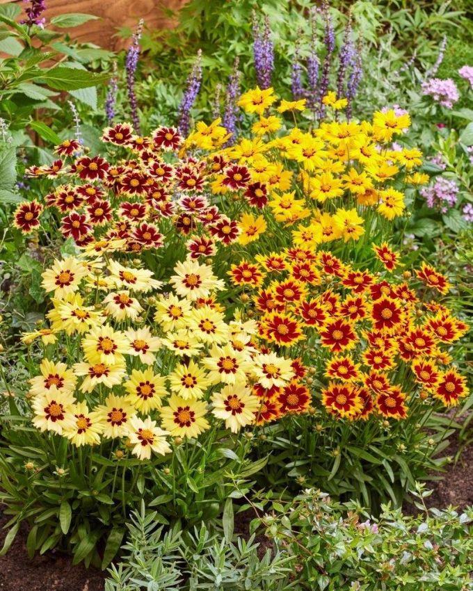 Coreopsis 'Solar Jewel' - Mädchenauge