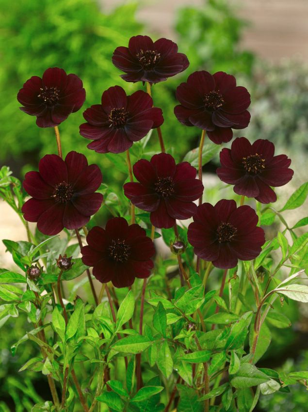 Sonstige Cosmos atrosanguineus
