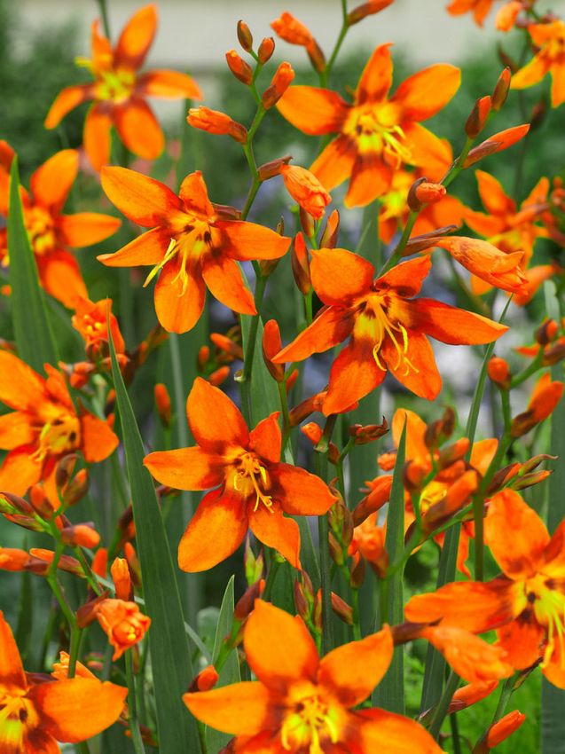 Montbretie Crocosmia emily mc kenzie
