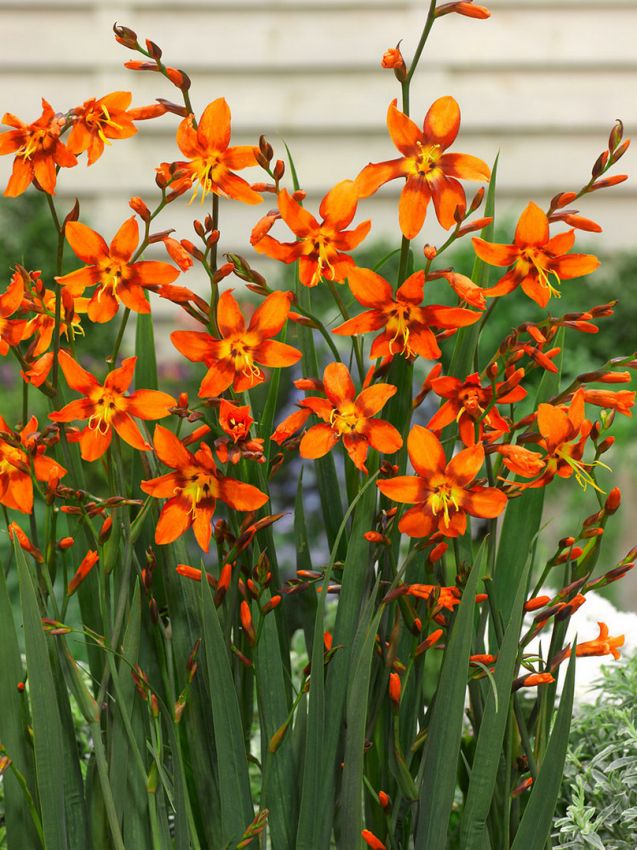 Crocosmia 'Emily Mc Kenzie' - Montbretie