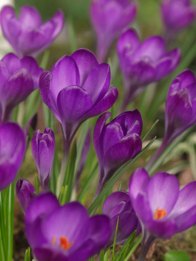 Krokus 'Ruby Giant Tommasianus' - 100 Stück