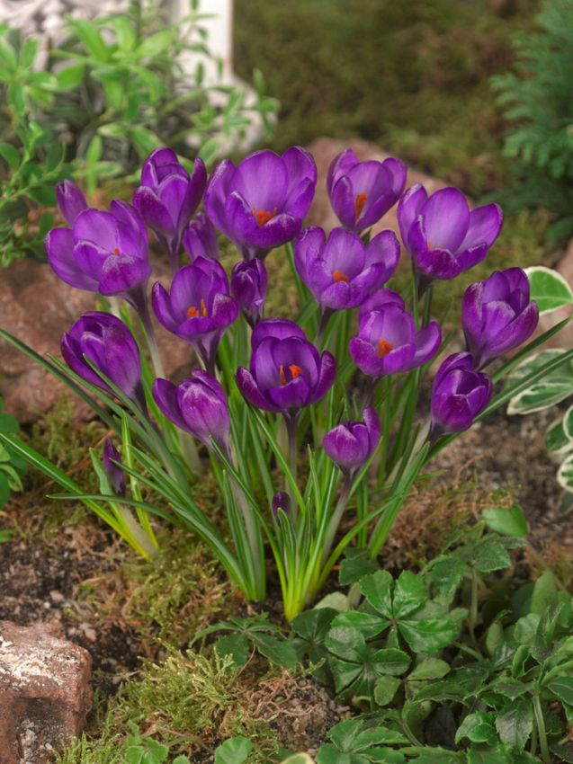 Krokus 'Ruby Giant Tommasianus' - 100 Stück