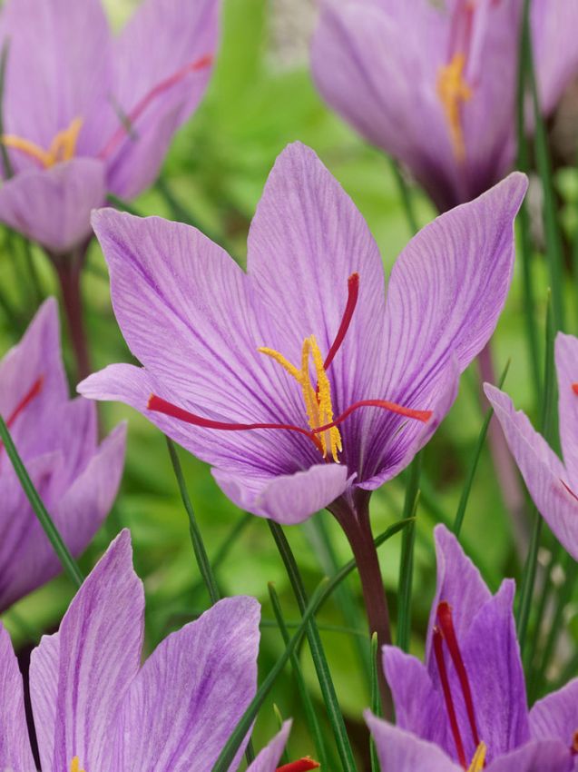 Safran-Krokus Sativus