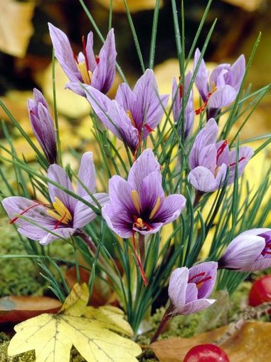 Krokus 'Sativus' (Safran-Krokus) - 20 Stück