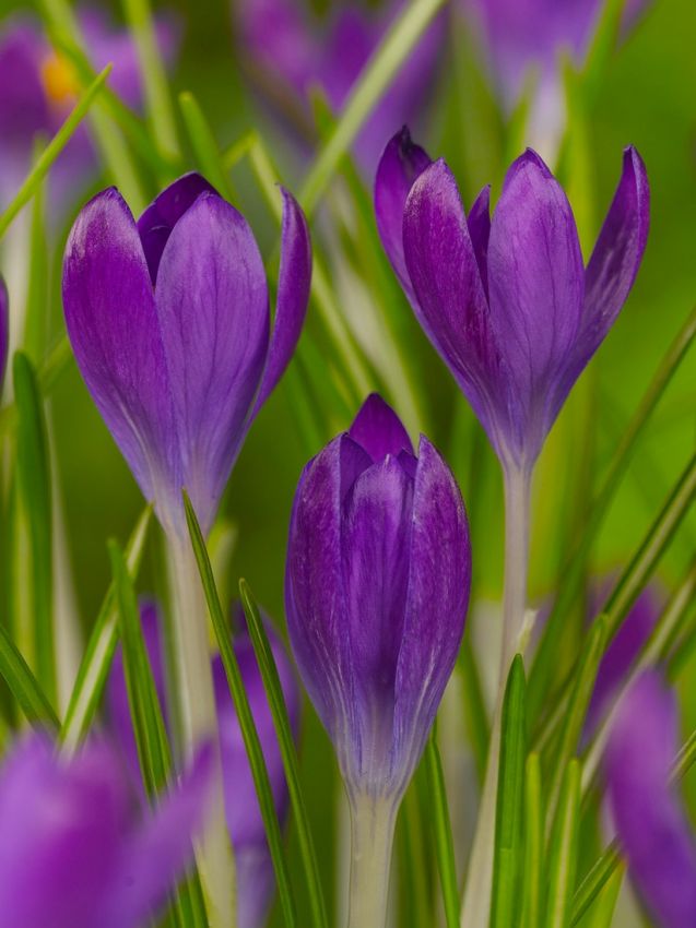 Krokus Whitewell purple tommasianus