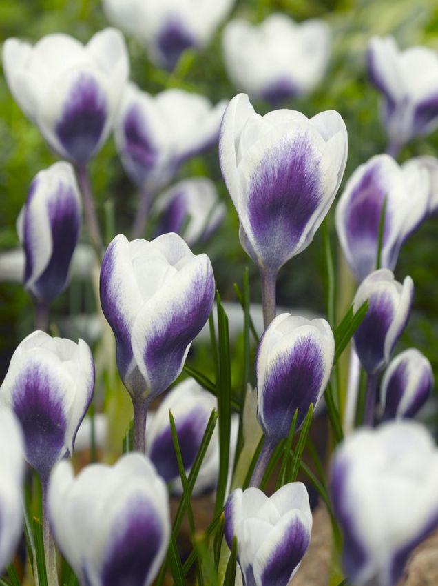 Krokus Prins claus chrysanthus