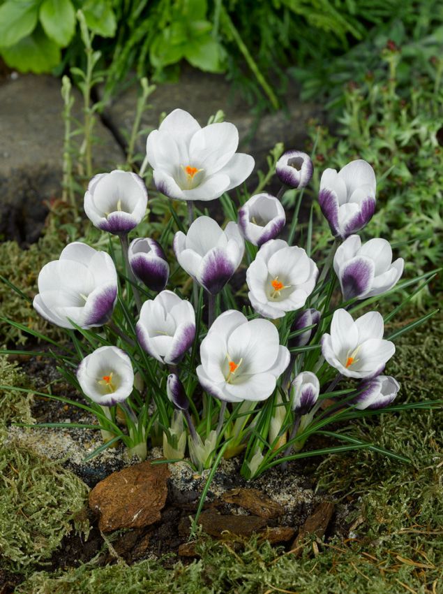 Crocus 'Prins Claus Chrysanthus' - Krokus