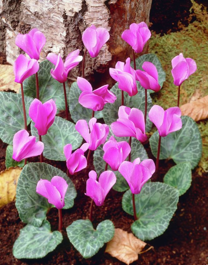 Alpenveilchen Cyclamen cilicium