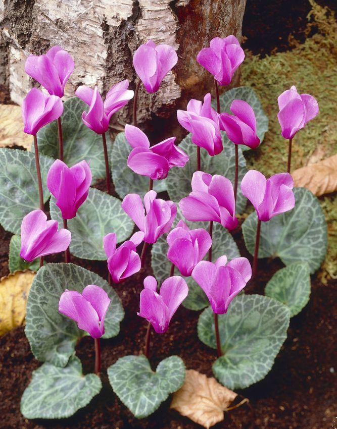 Alpenveilchen Cyclamen coum