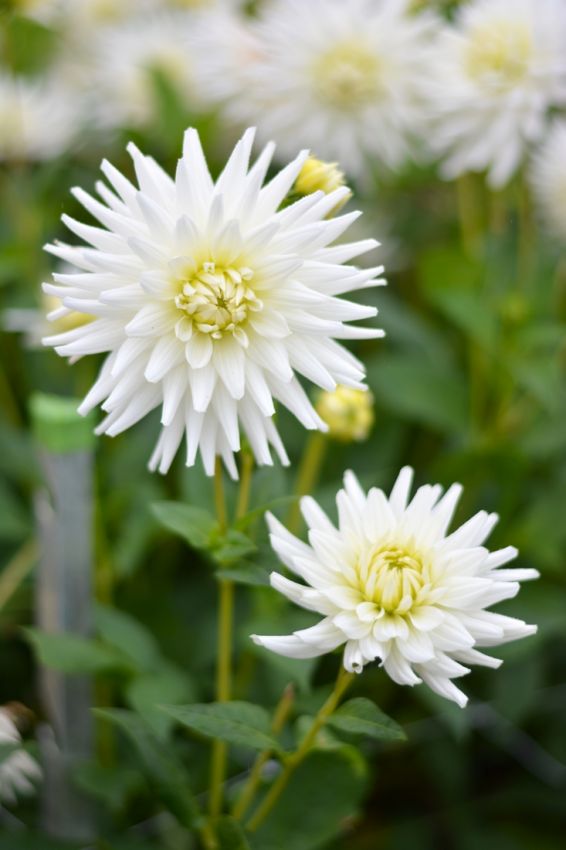 Dahlia 'My love' - Dahlie