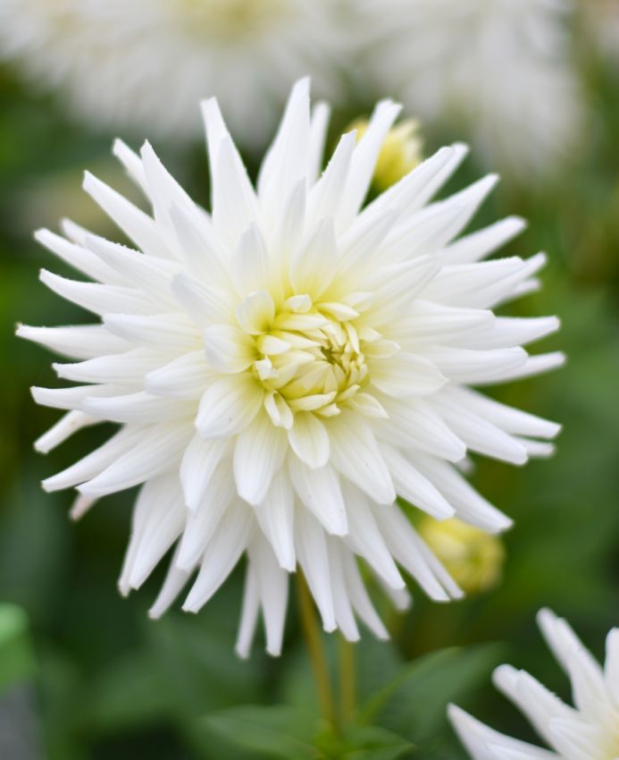 Dahlia 'My love' - Dahlie