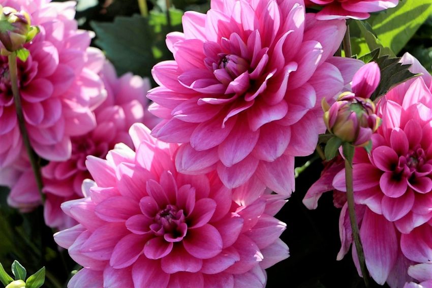 Dahlia 'Bluetiful' - Dahlie
