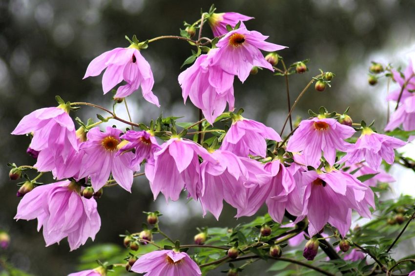 Dahlia 'Imperialis' - Dahlie