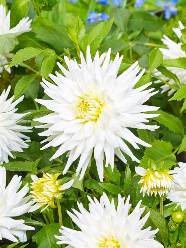 Dahlien My love