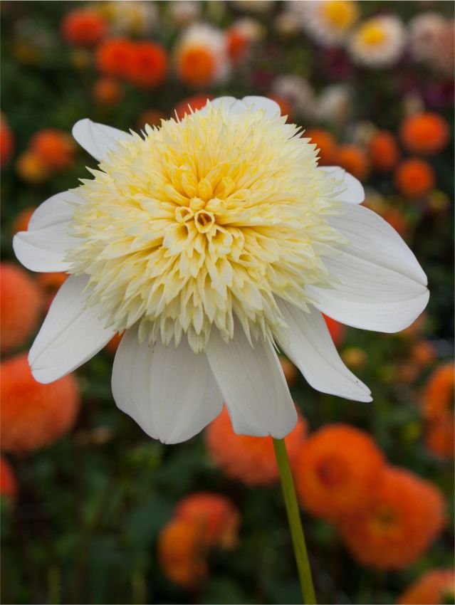 Dahlien Platinum blonde