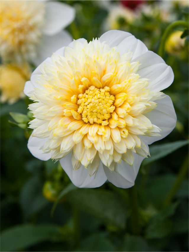 Dahlia 'Platinum blonde' - Dahlie