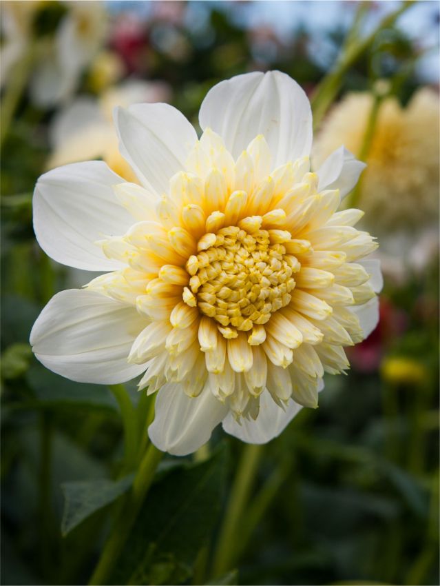 Dahlia 'Platinum blonde' - Dahlie