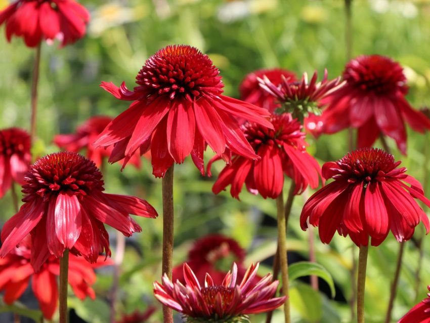 Echinacea 'Eccentric' - Sonnenhut