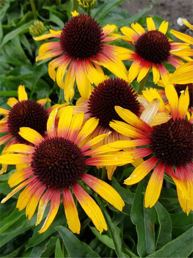 Echinacea 'Purpurea Parrot' - Sonnenhut