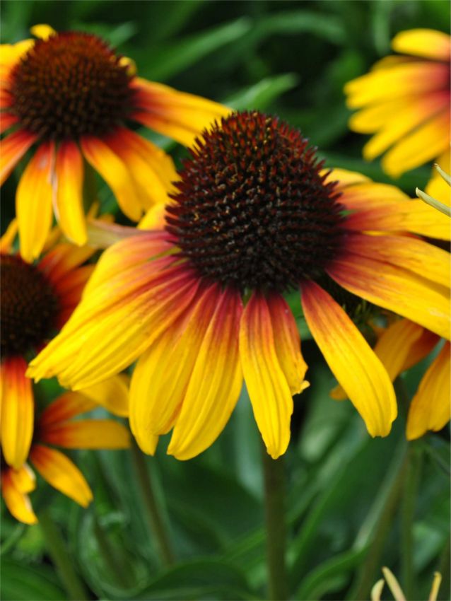 Sonnenhut Echinacea purpurea parrot