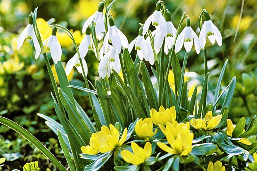 Winterling 'Eranthis Cilicica' - 25 Stück