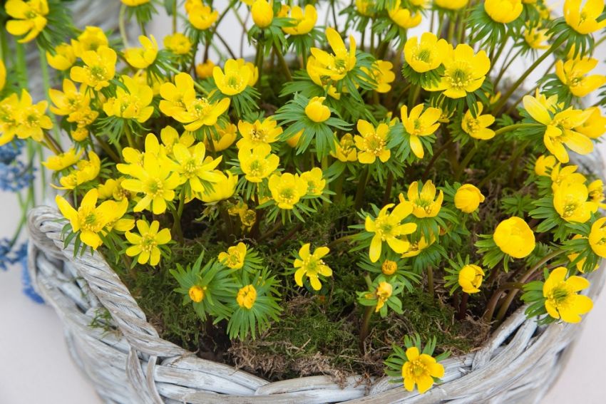 Winterling 'Eranthis Cilicica' - 25 Stück