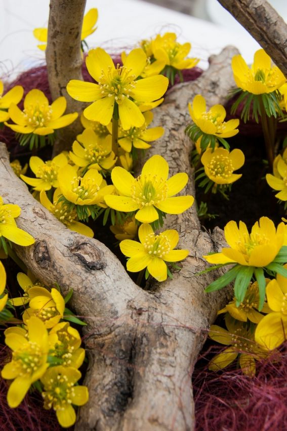 Winterling 'Eranthis Cilicica' - 25 Stück