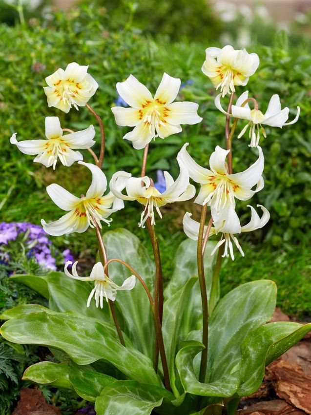 Zahnlilien Erythronium white beauty