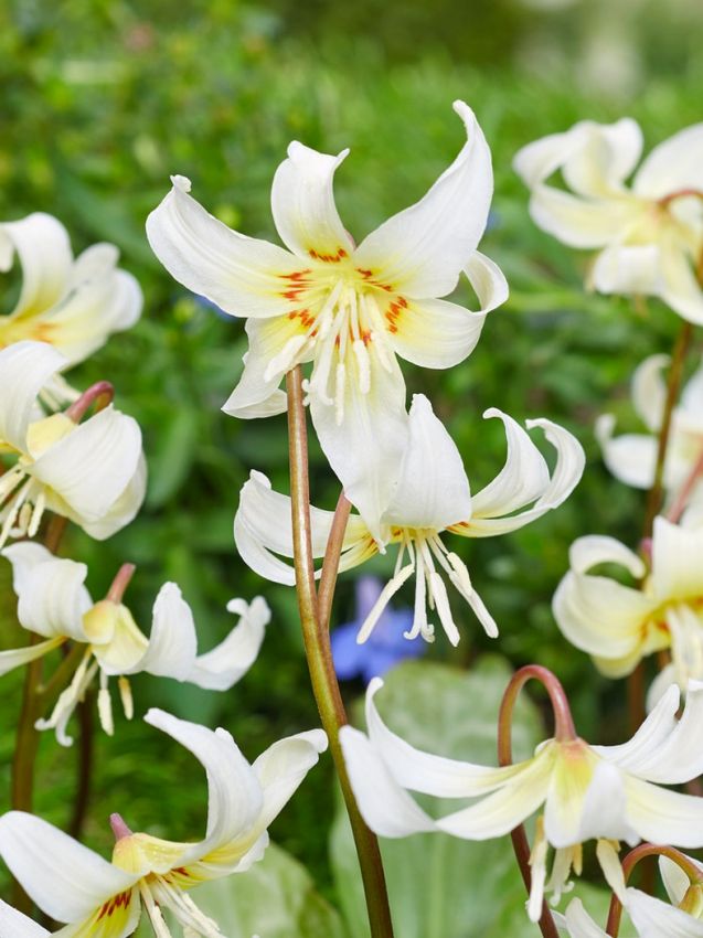 Zahnlilie 'White Beauty' - 25 Stück