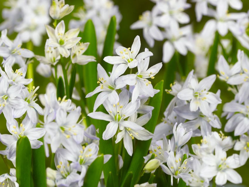 Scilla 'Scilla Mischtschenkoa' - Blauster