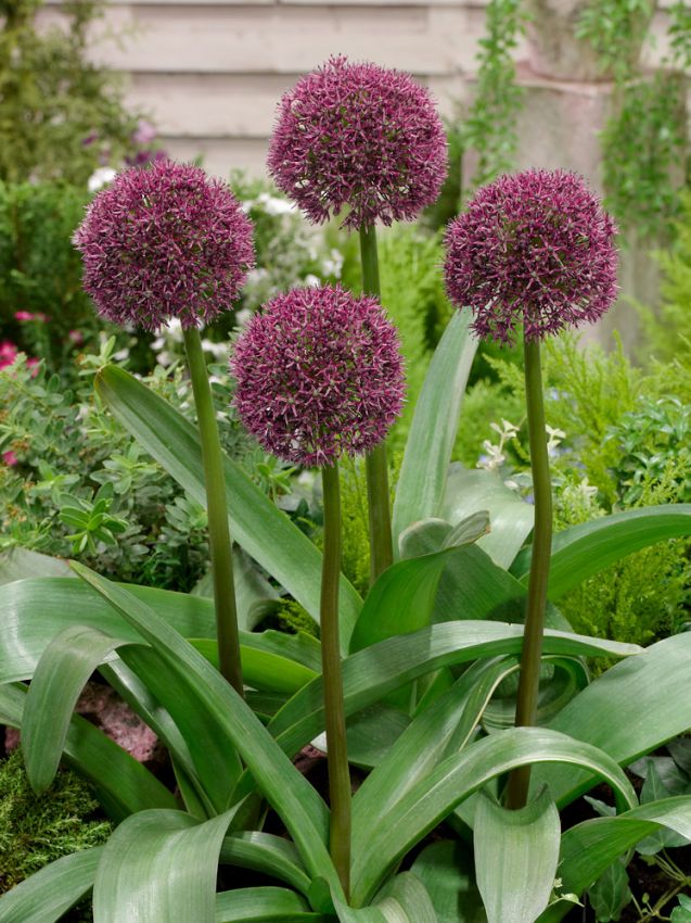 Allium 'Ostara' - Zierlauch