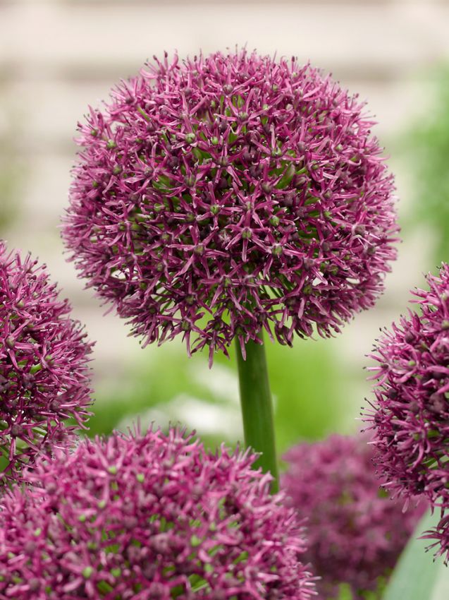 Zierlauch Allium ostara