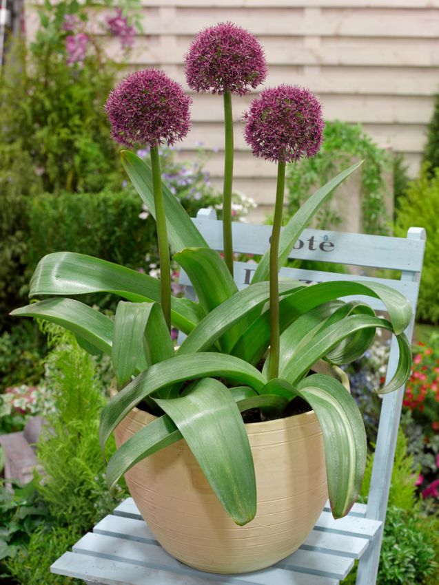 Allium 'Ostara' - Zierlauch