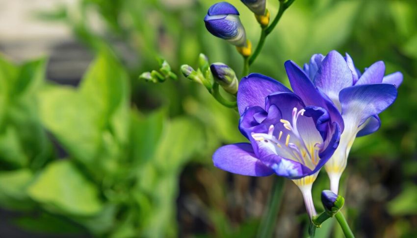Freesie 'Doppelt Blau' - 25 Stück