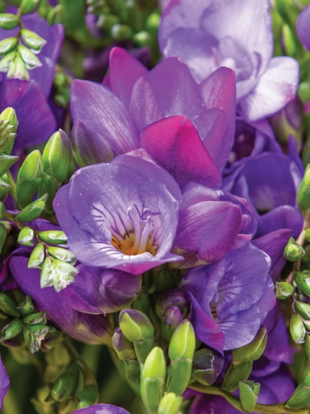Freesien Freesia doppelt blau