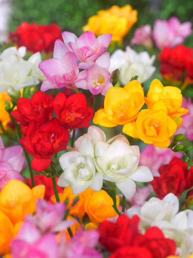 Freesien Freesia doppelt mischung