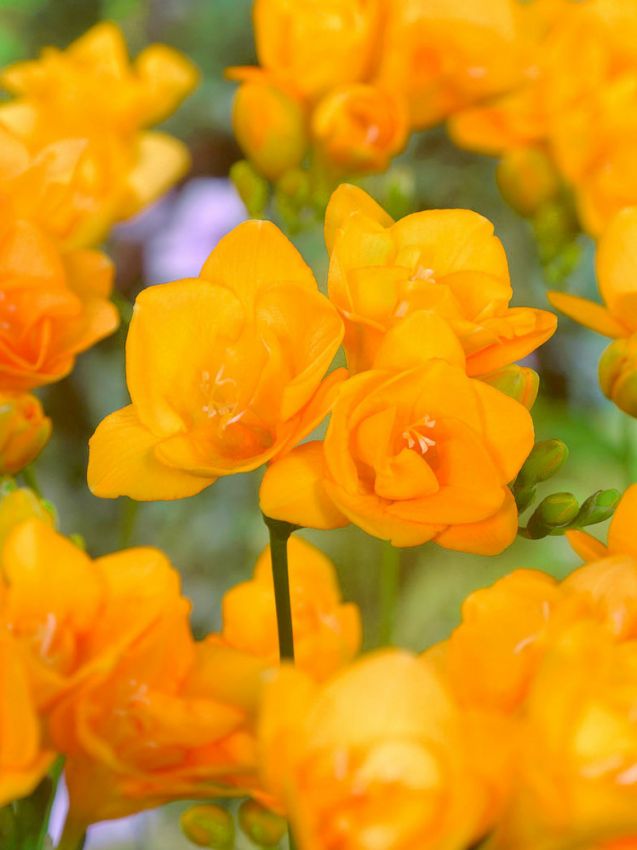 Freesien Freesia double orange