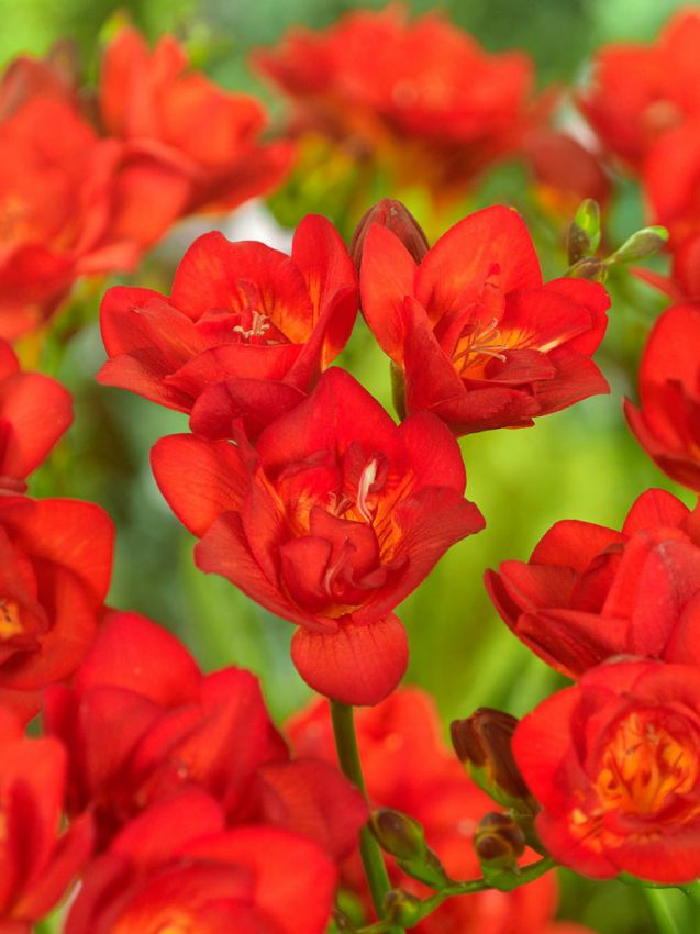 Freesien Freesia doppelt rot