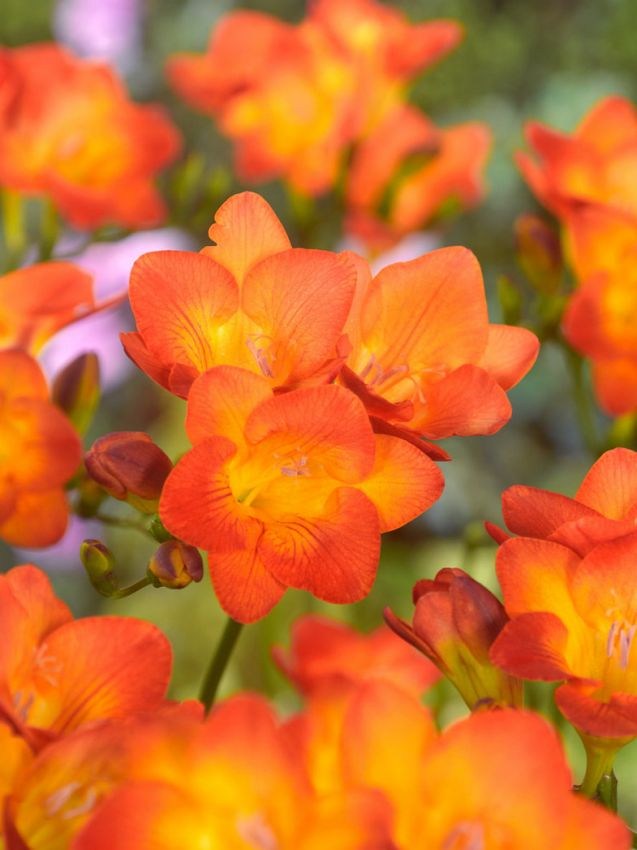 Freesien Freesia orange einfach